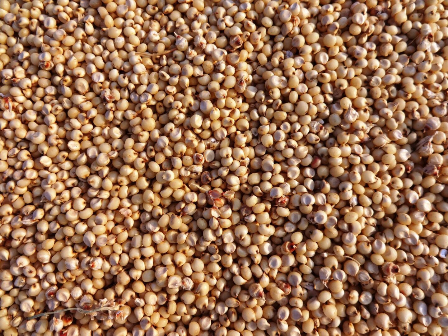 Sorgo